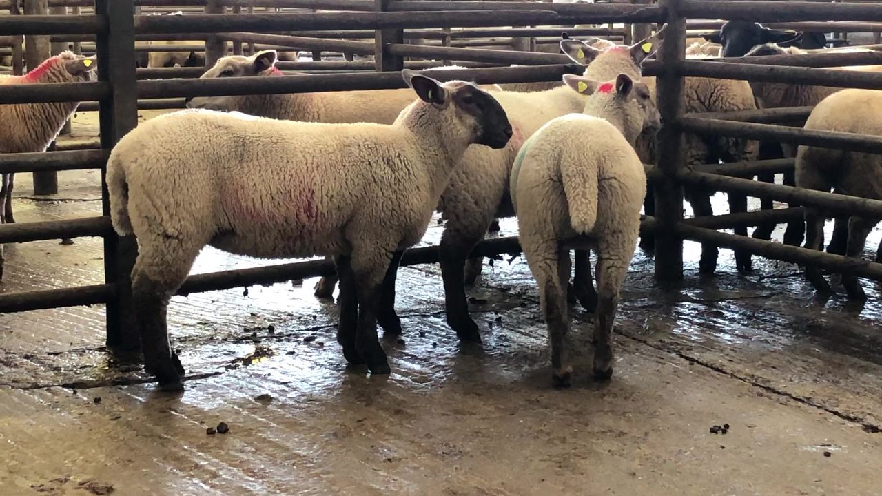 Sheep kill: Throughput edges up once again