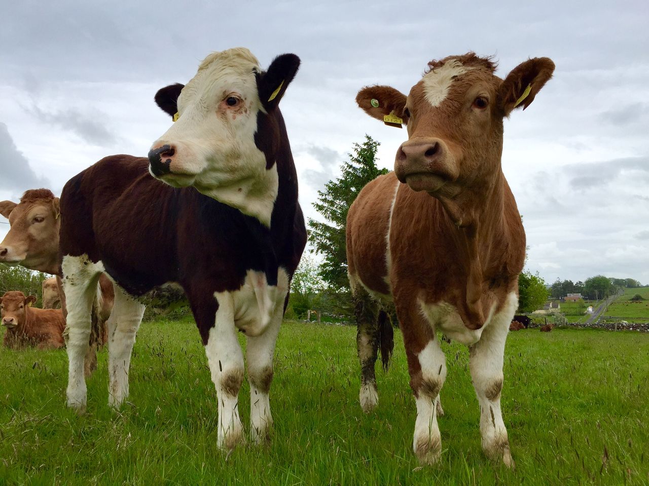 Security of payment 'vital' for farmers selling cattle
