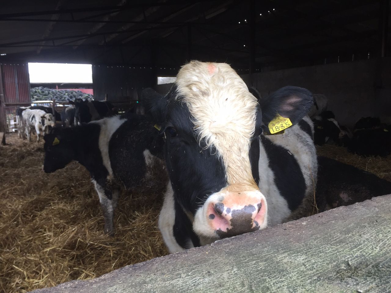 Four steps to getting calf nutrition right in dairy calf to beef systems