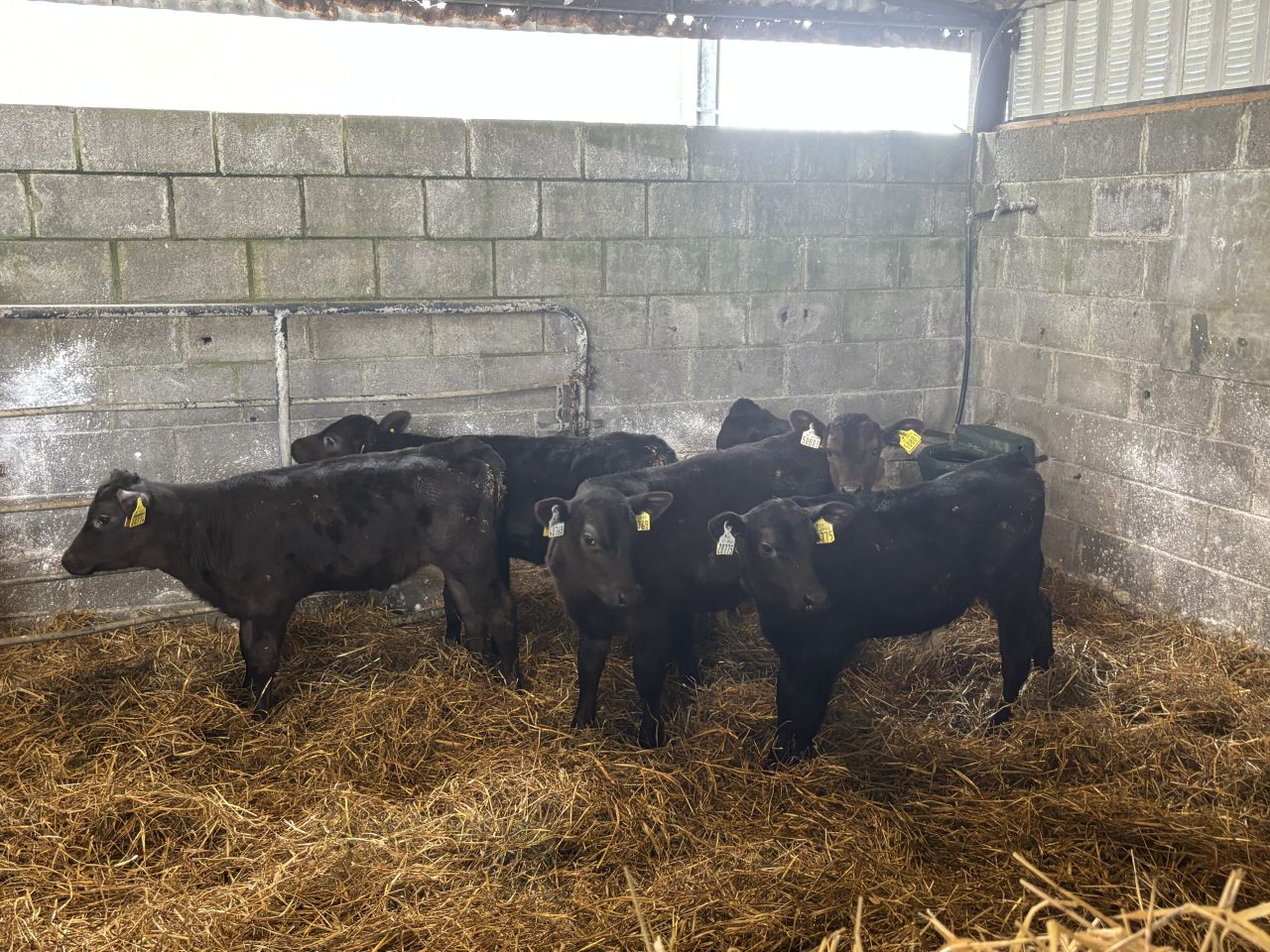 Table: Latest official weekly average calf sale price data