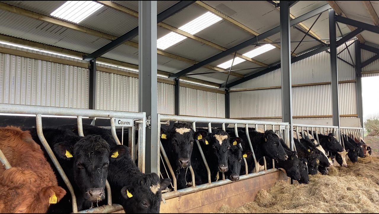 Cattle scratching: Is a second lice treatment necessary?