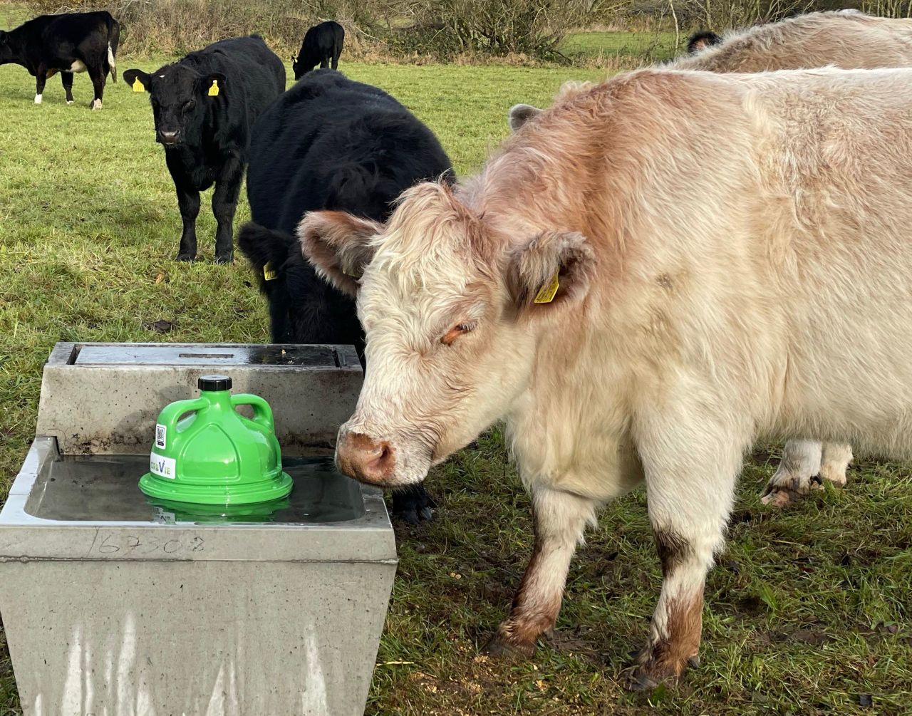 Mineral series: What exactly is rumen bloat in dairy cows?