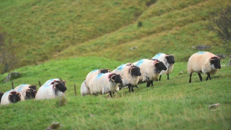 NIO advises farmers who bought sheep in Britain to resell them
