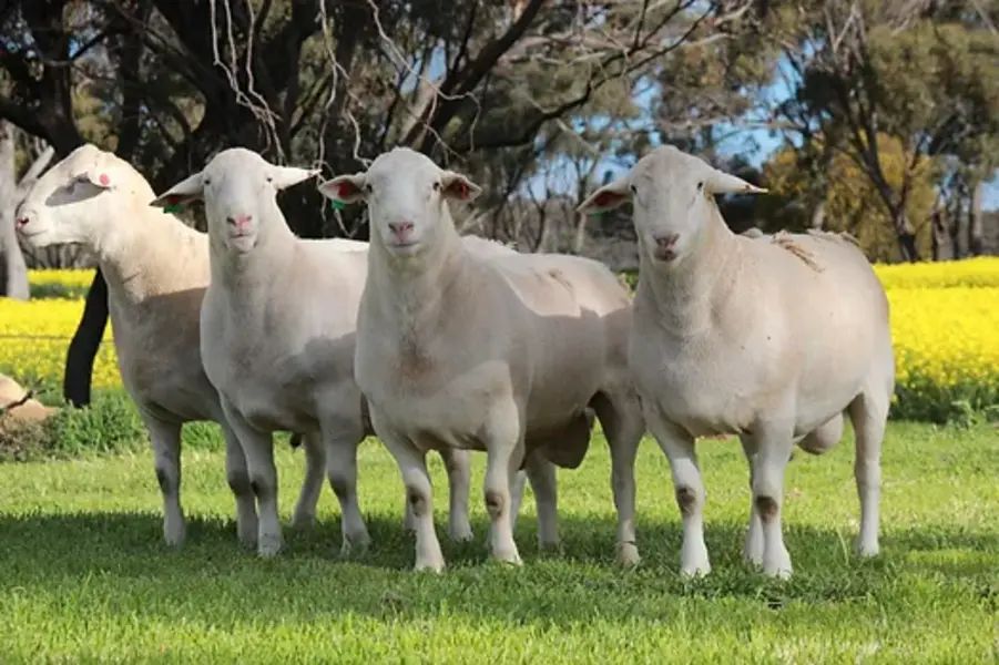 Australian farmer digs pit 'big enough' for more than 3,000 sheep