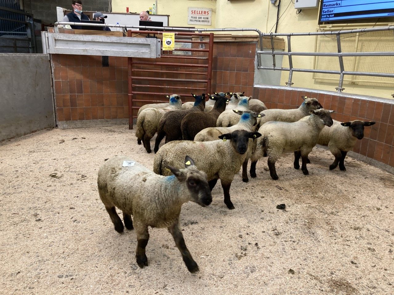 Tightening supplies of hoggets putting the spotlight on spring lambs