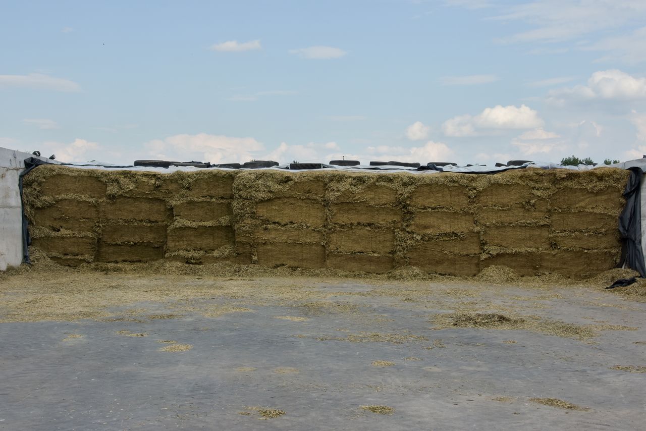 Be aware of the risk of mycotoxins in your silage this winter