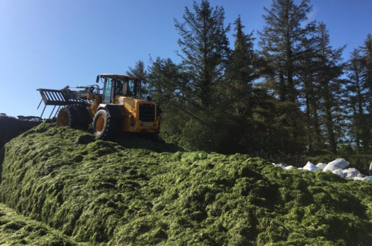 'Last year silage quality would have slipped and I paid the price in feeding meal'