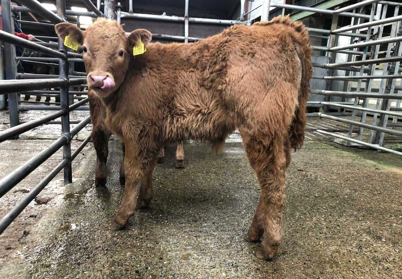 Calves sell up to €455/head at Enniscorthy Mart