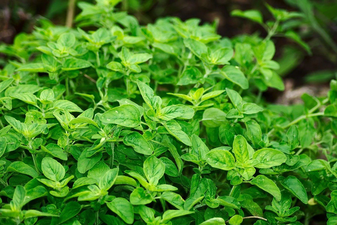 QUB food fraud study finds locally-sold sage to be 'heavily adulterated'