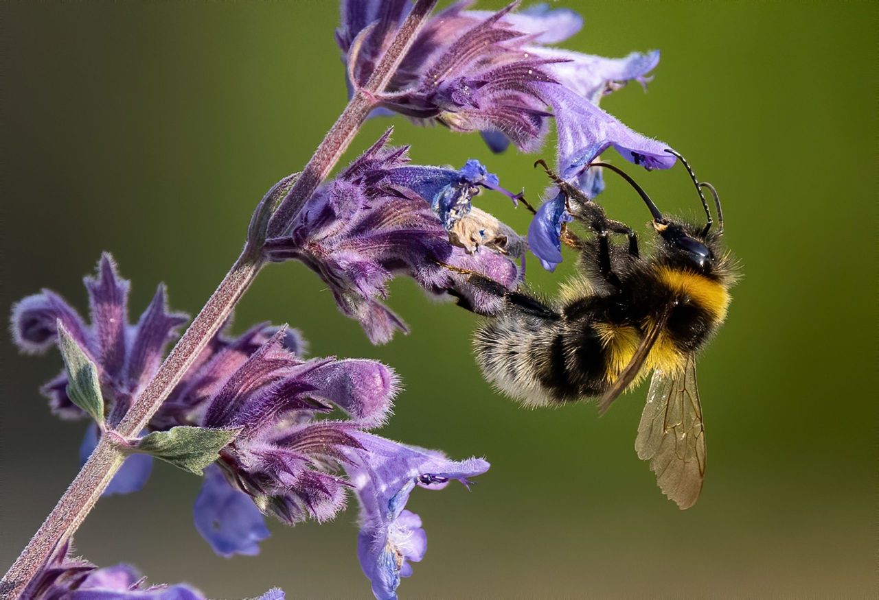 Over 70% of All-Ireland Pollinator Plan farmland actions complete