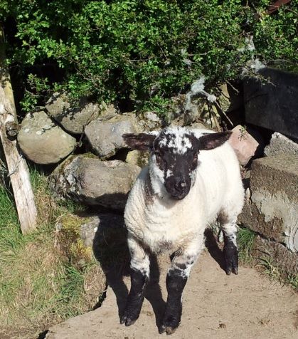Retail lamb sales in the UK fall
