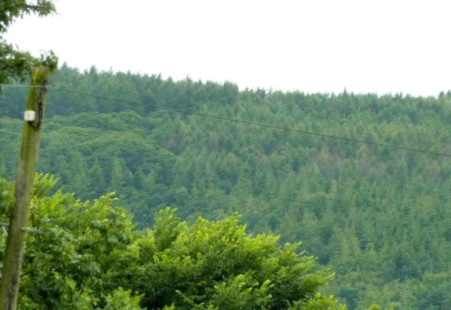 DAFM examines reconstitution scheme for Japanese larch forests