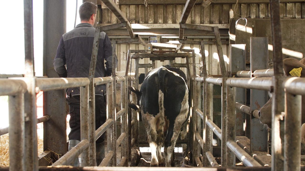 Tipping the scales: Monitoring bull, steer and heifer performance in Co. Wexford