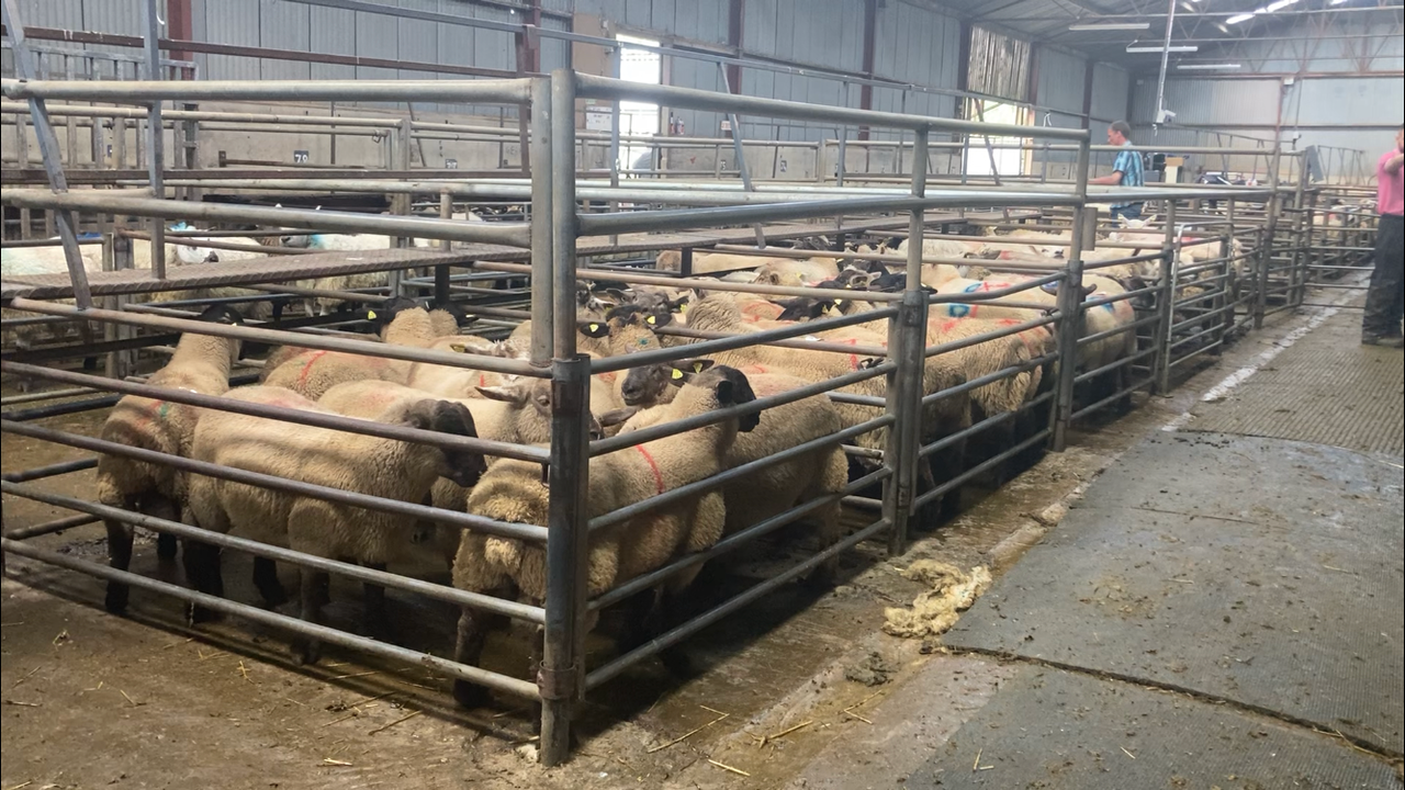Lamb prices almost €1/kg better than this time last year