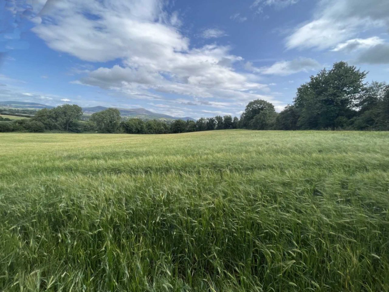 47ac roadside holding in Bagenalstown new to market