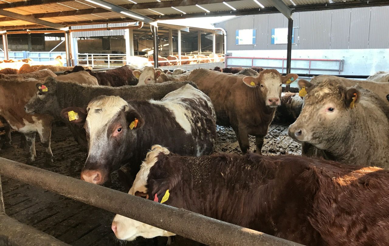 Massive difference per head continues between Irish and UK cattle prices