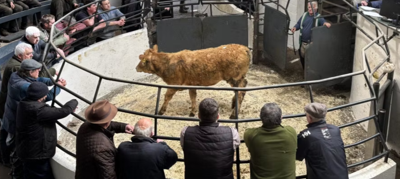 Mart report: Cattle and sheep prices over past week at Ballinrobe
