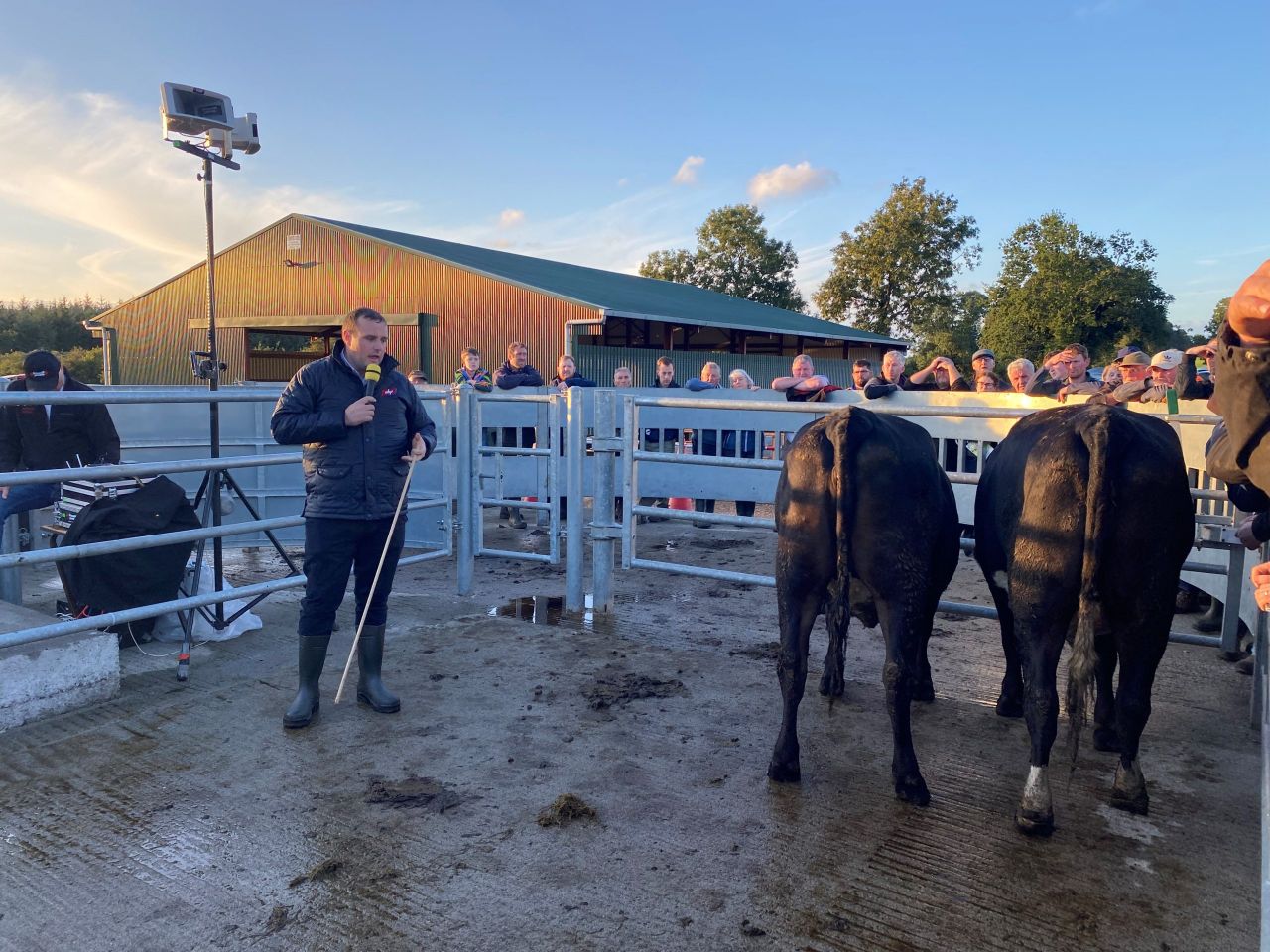 Watch: Factory rep drafting dairy-beef cattle at Kilkenny farm walk