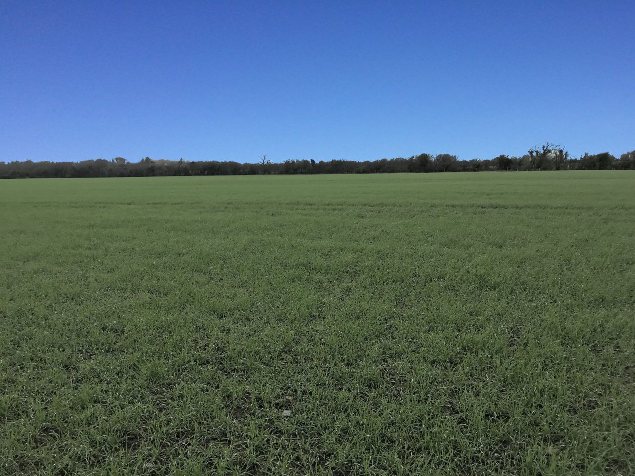 49ac roadside holding 'currently sown to winter corn' for sale in Co. Wexford