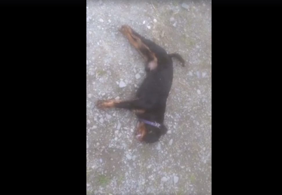 Video: Two dogs have lucky escape after they're overcome by slurry fumes