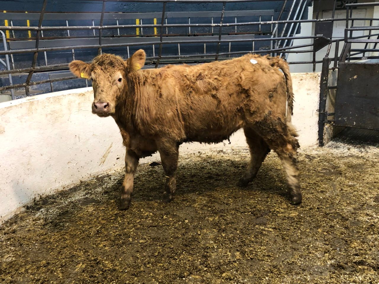 Cattle marts: Store trade continues to be the talk of the town