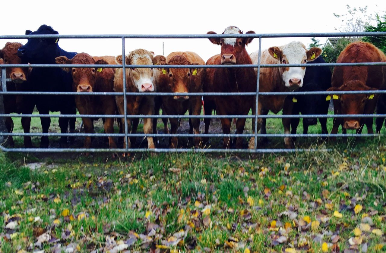 Factory age limits on cattle are 'back with a bang' 