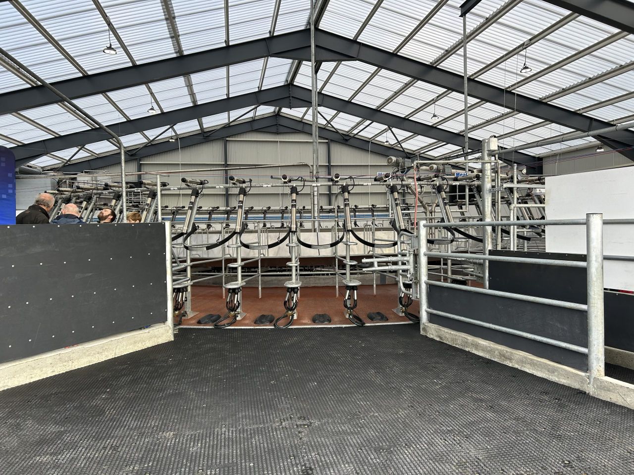 Dairy Focus: Milking 500 cows on two milking platforms