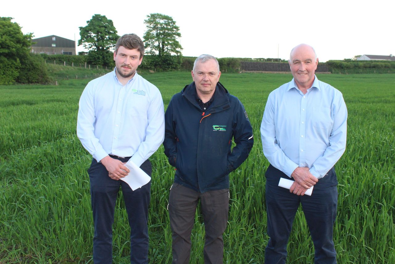 50:50 nitrogen fertiliser split best for oat crops - agronomist