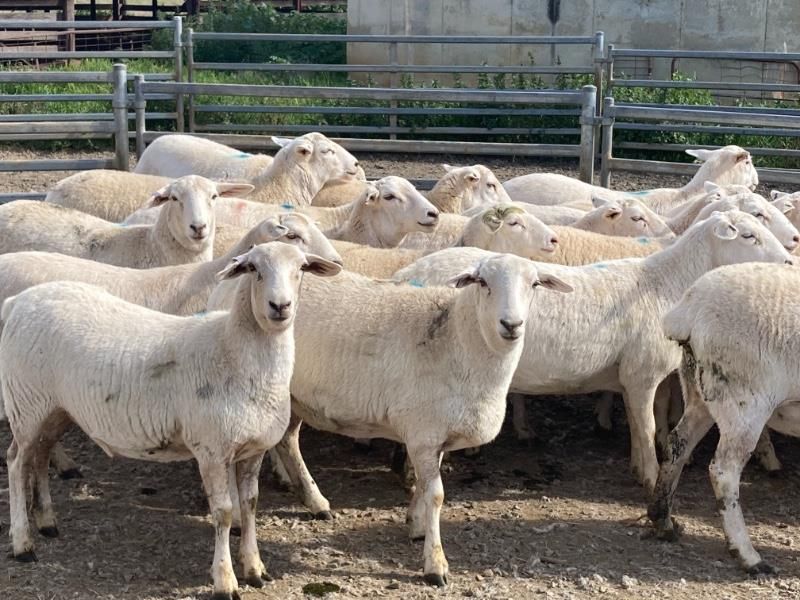 26 Australian White commercial ewes sell for 'record price' of almost €750/head