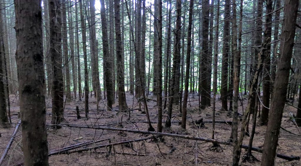 IFA calls for 'fair judgement' on illegally burnt land