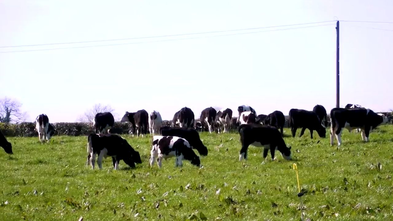 Teagasc Green Acres farm profit improves in 2020