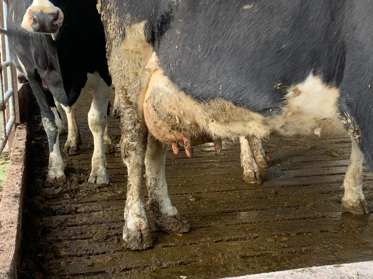 ICMSA: Irish milk prices 'bumping along the bottom'