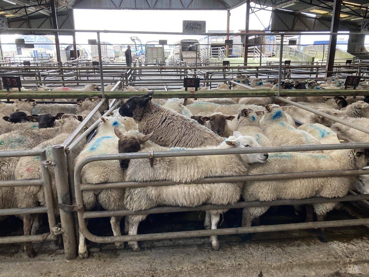 Sheep marts: Solid demand all round, as prices for heavy hoggets creep up