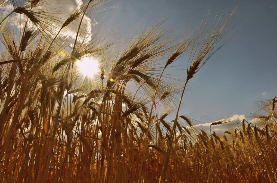 MEP says Russian invasion affected EU attitude to food production