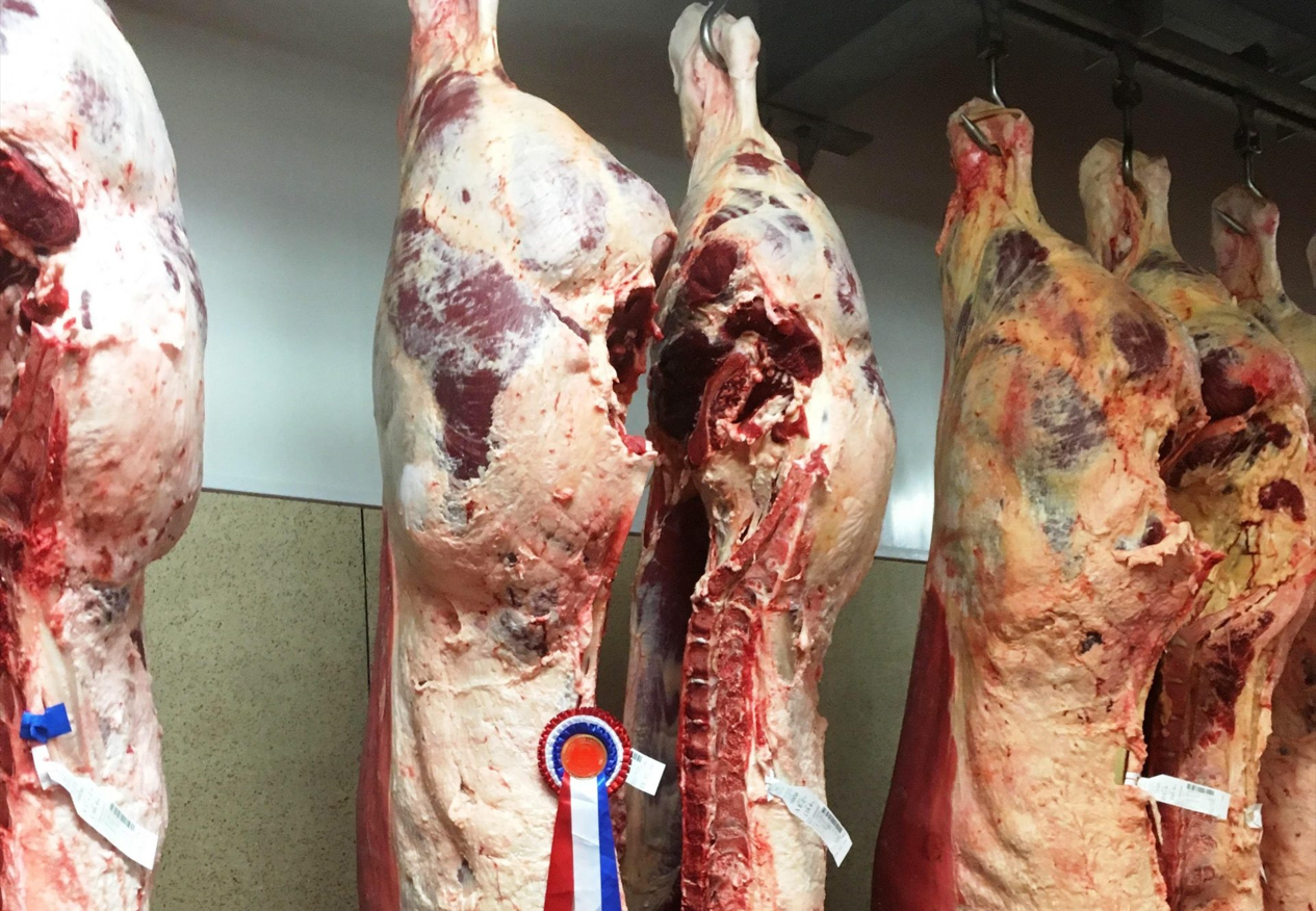 652kg carcass weight cull cow wins Charolais competition