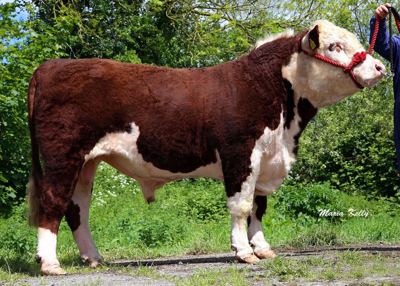 Three ICBF high index bulls remain up for tender