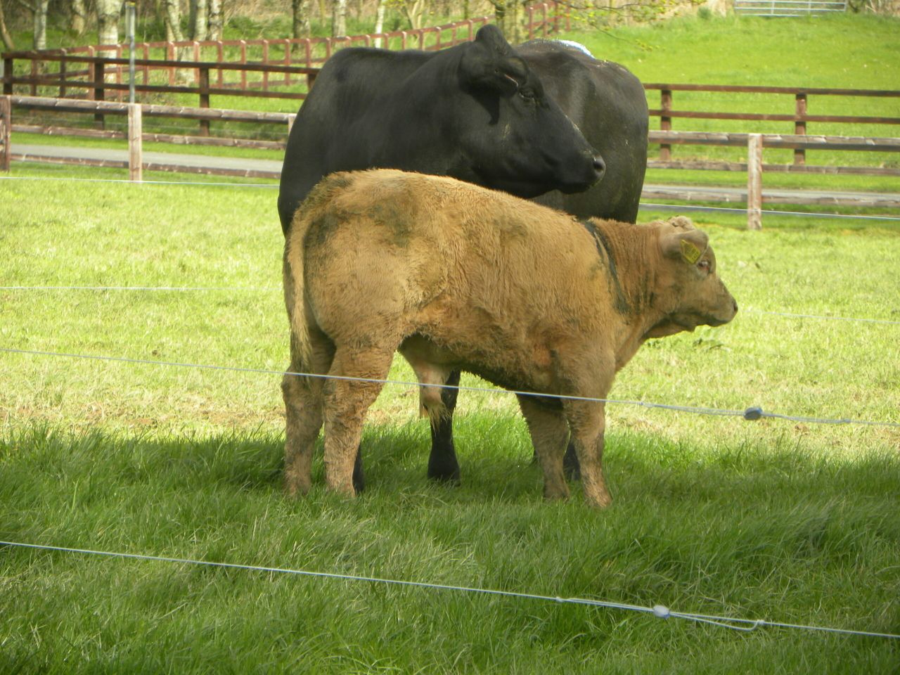 Beef Data Programme payments this week