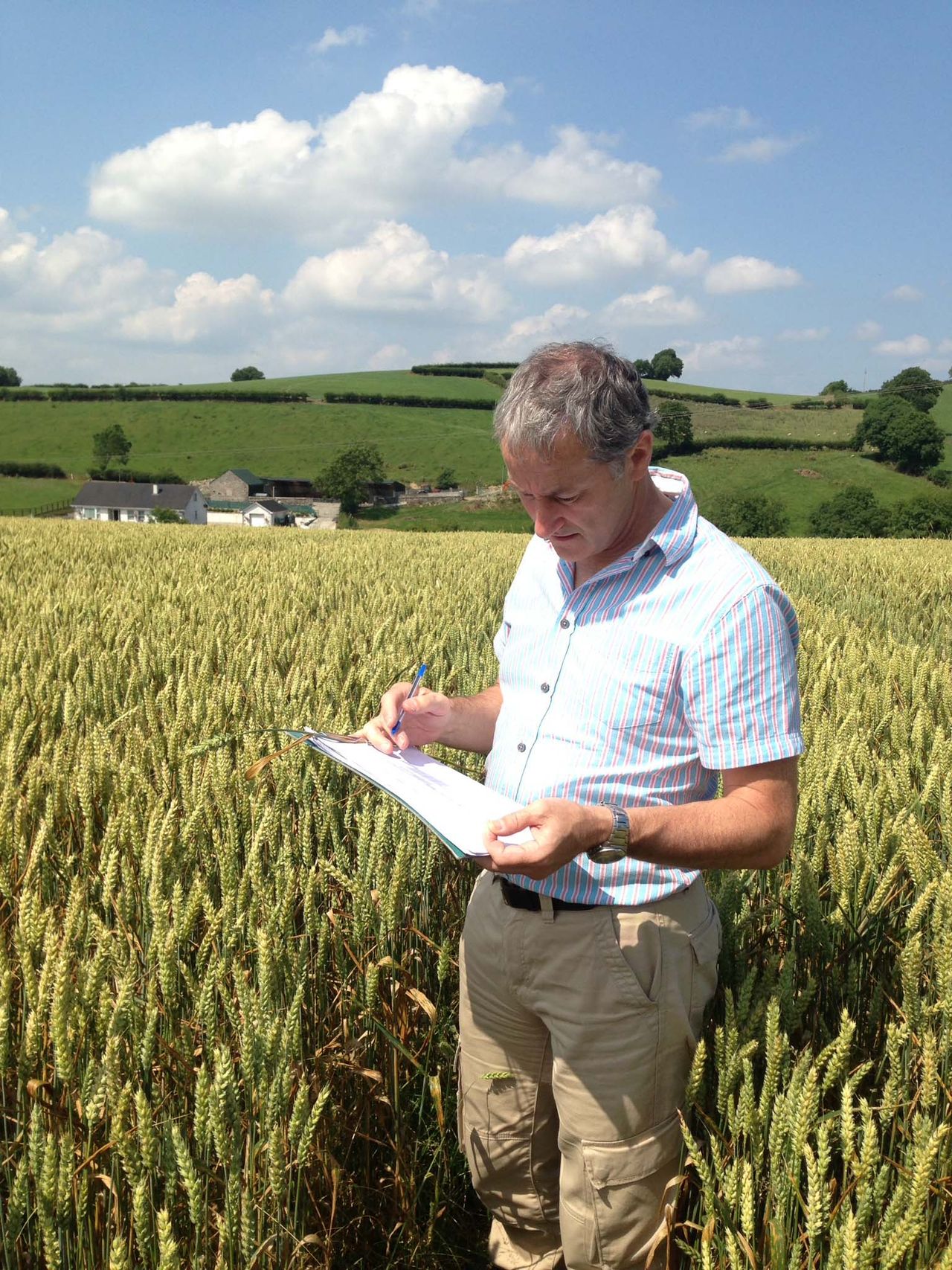Michael Garvey, CAFRE Dairy Development Adviser, Armagh assesses a winter wheat crop for dry matter and grain texture to determine readyness to harvest.