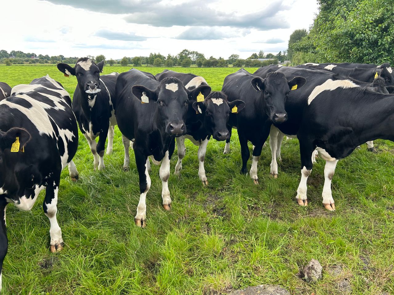 Are your maiden heifers on target for ahead of breeding?