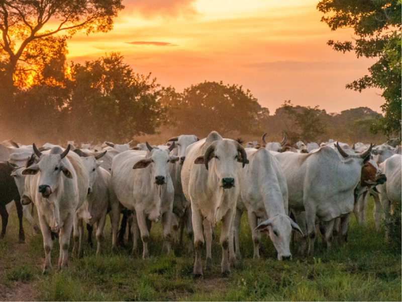 WWF Living Planet Report reveals a 'system in peril'