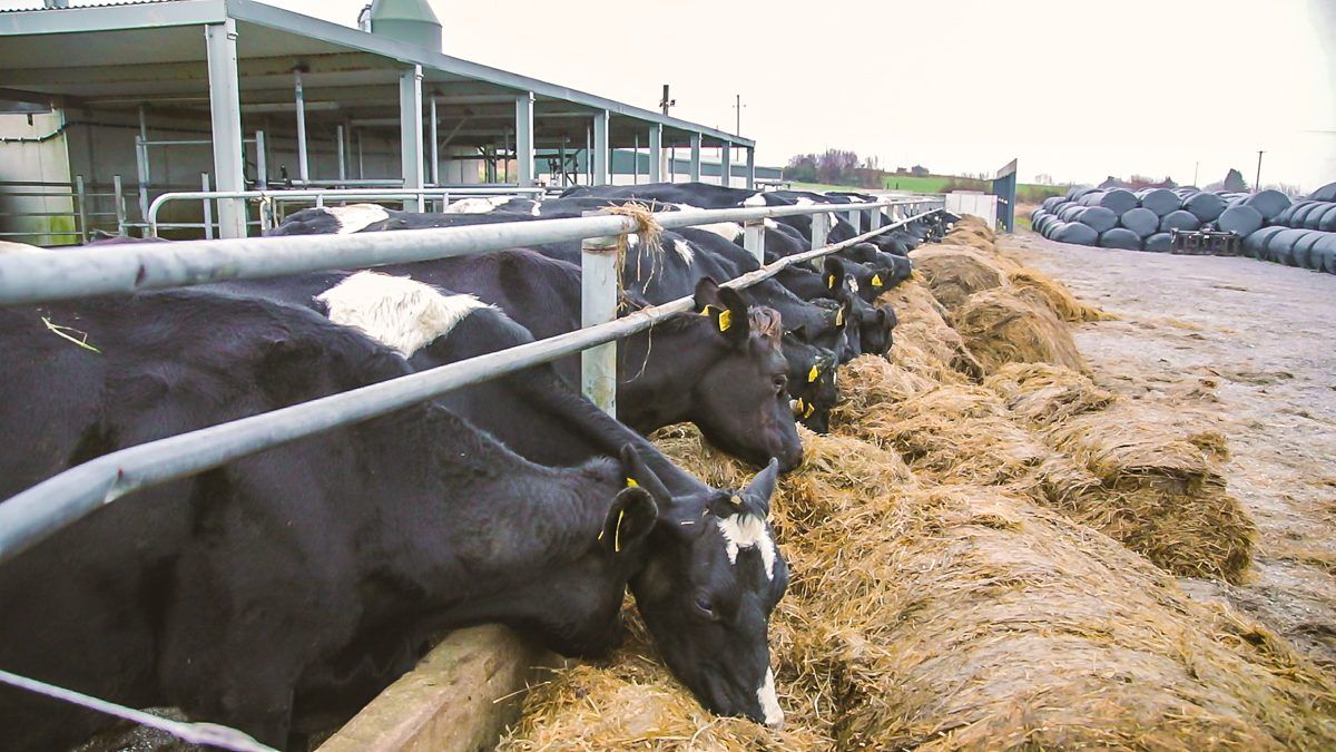 'No one miracle cure to address fodder shortages'