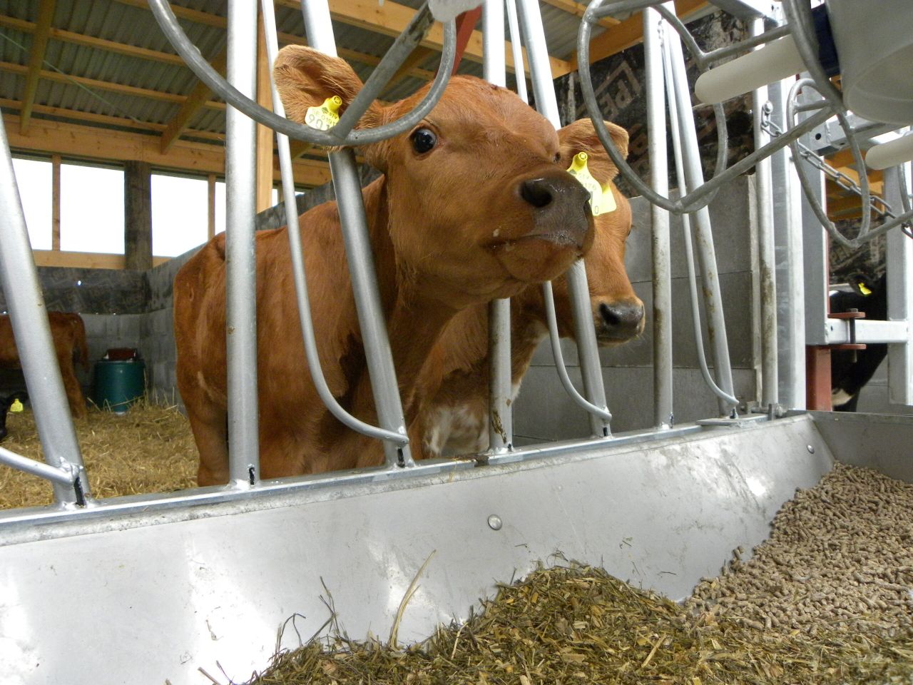 10 tips on dealing with premature births or abortions in cows