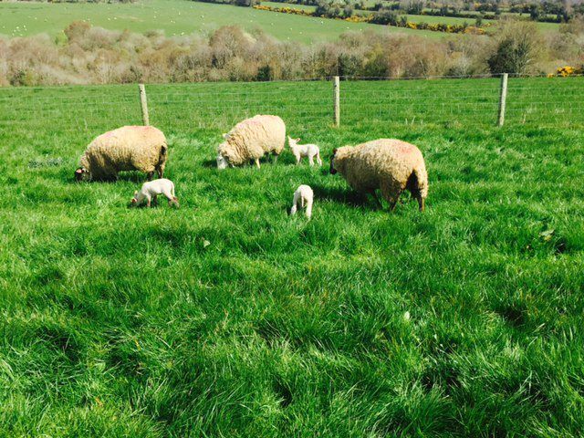 Farmer's view: Managing yearling ewes pre-lambing and post-lambing