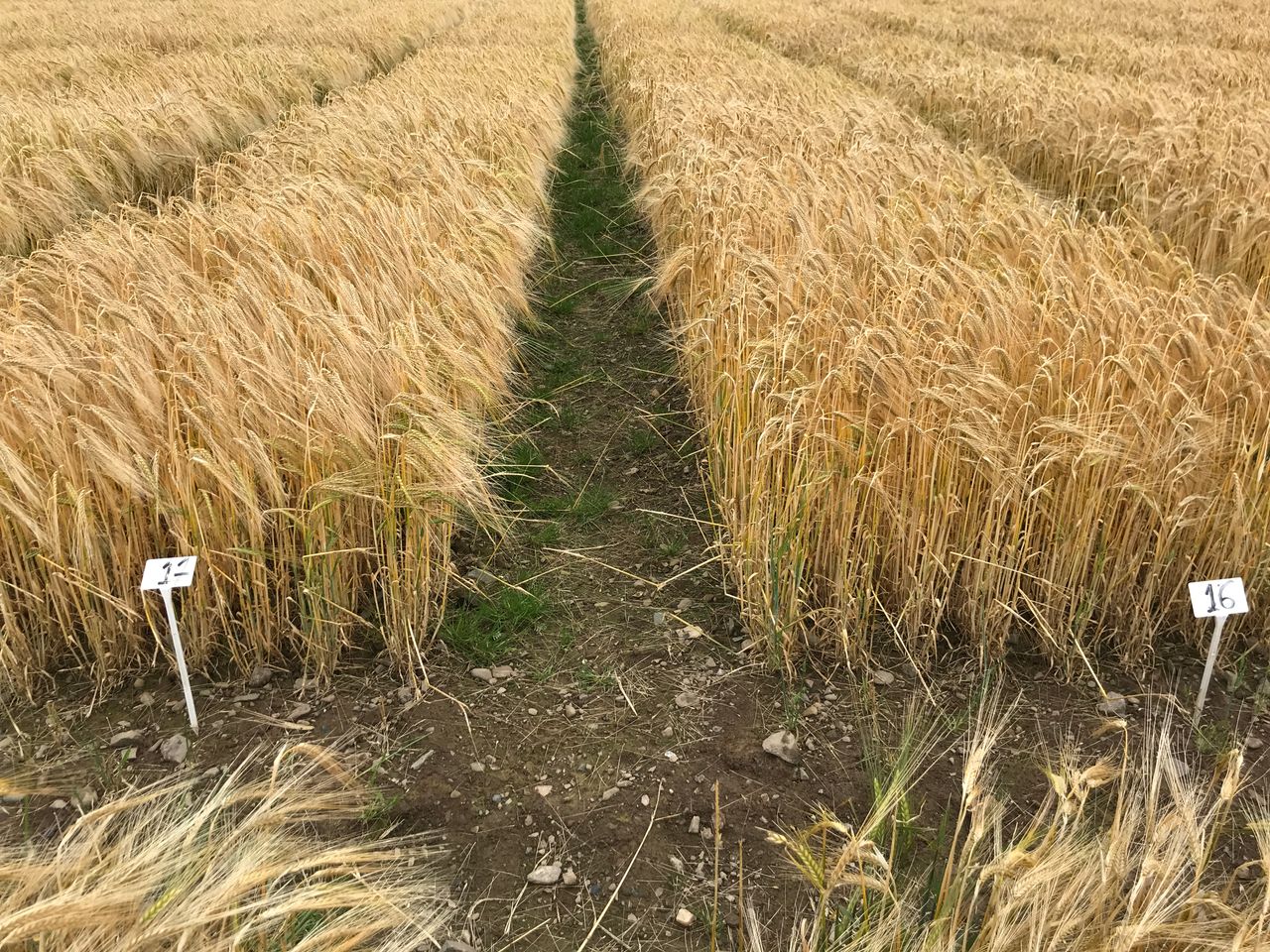 Winter barley list for 2024 profiled at crops forum