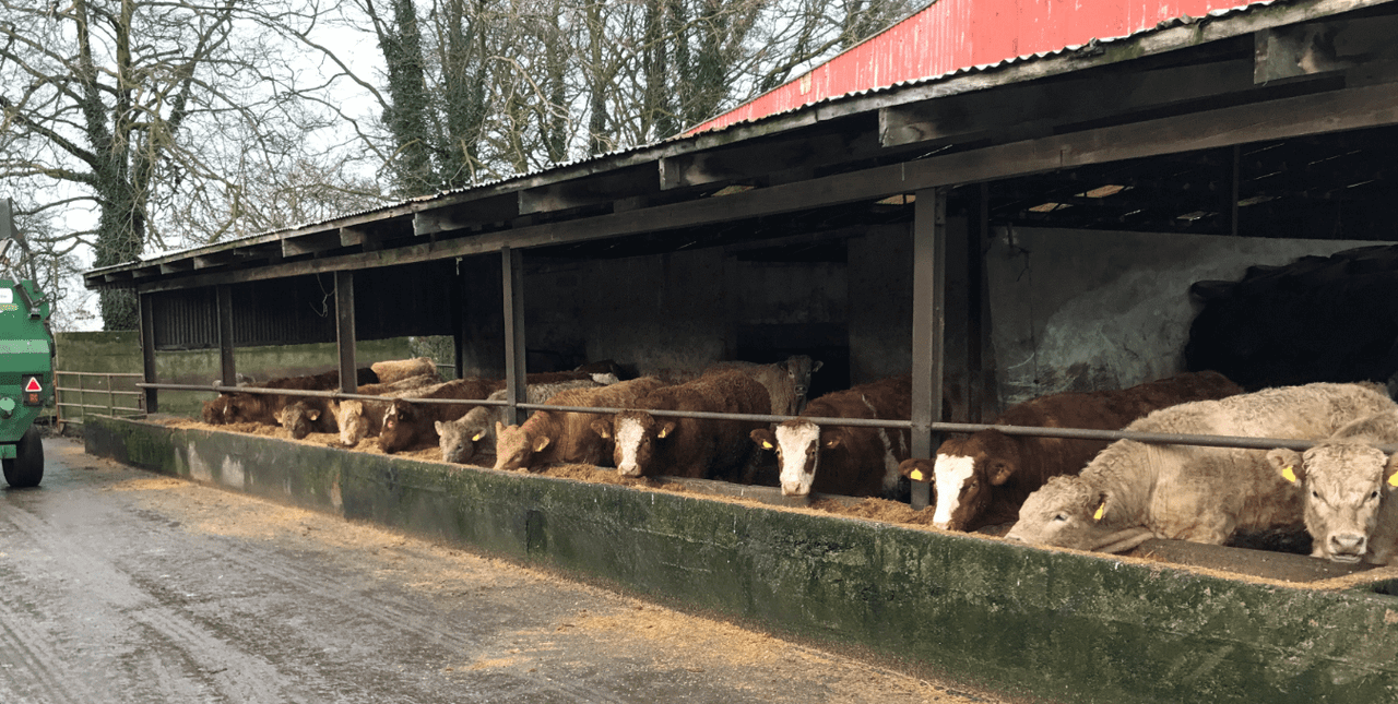 TD calls for market supports for farmers impacted by Covid-19 'headache'