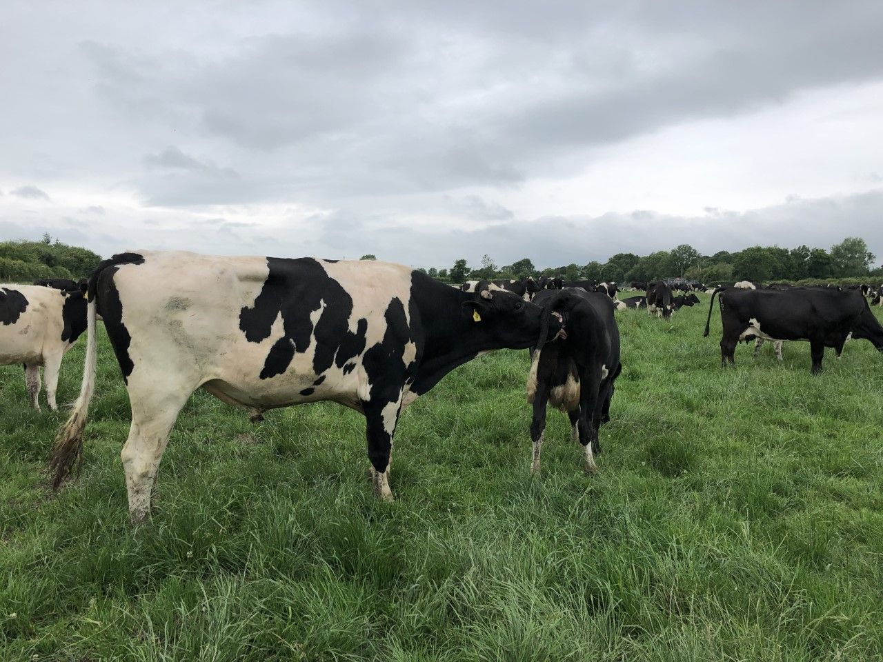 Might be time to think about pulling out the bull