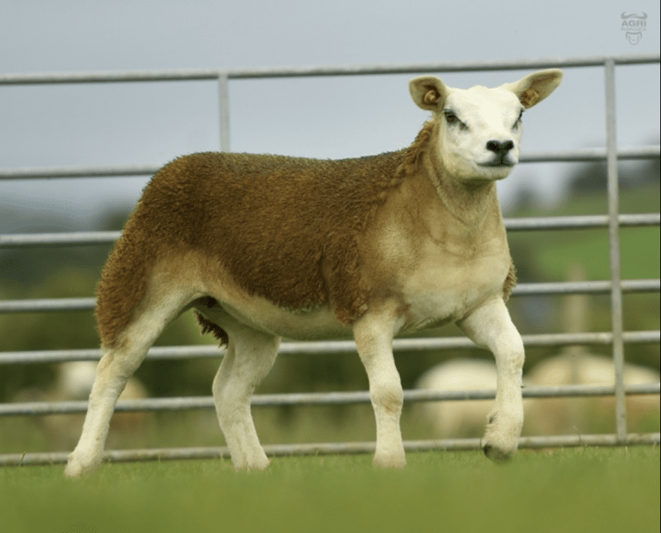 Luscious Ladies Female timed sale underway