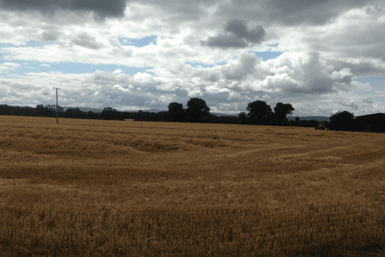 'Good crop yields and quality in Ireland; EU forecasts revised downwards'