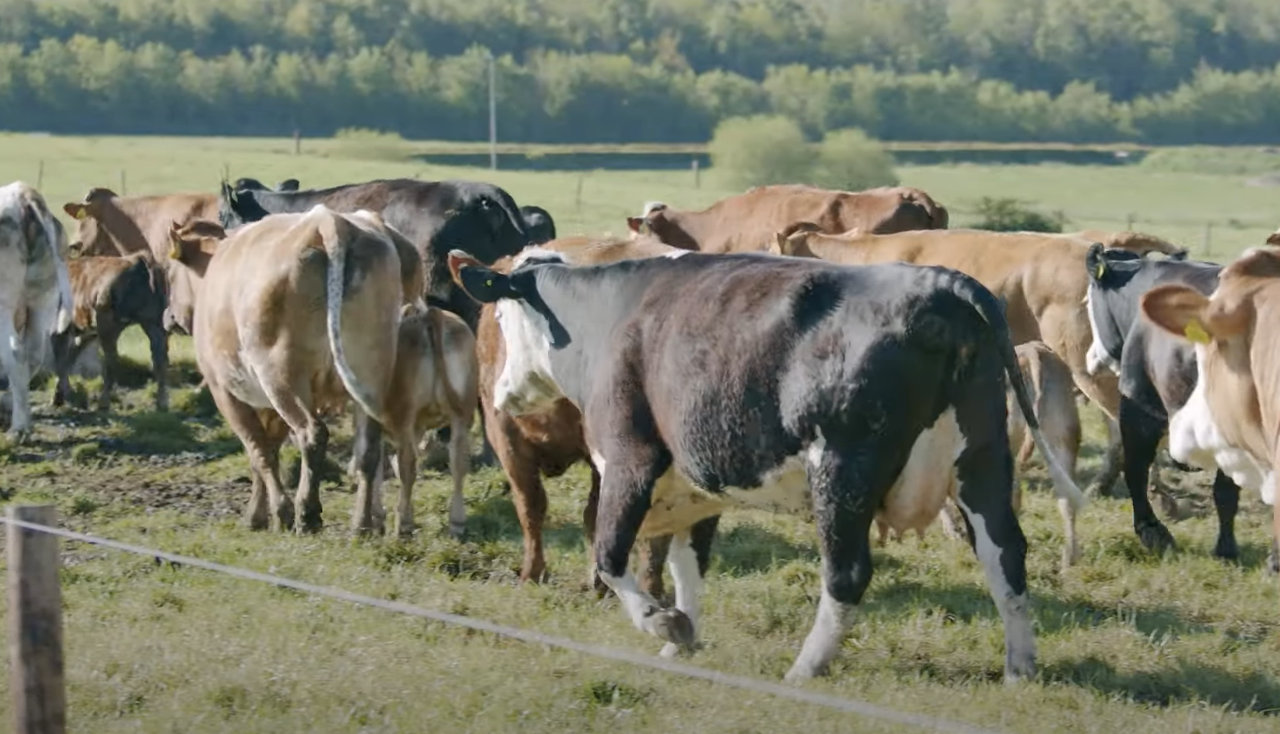 Video: Inside Ireland's largest suckler farm operation