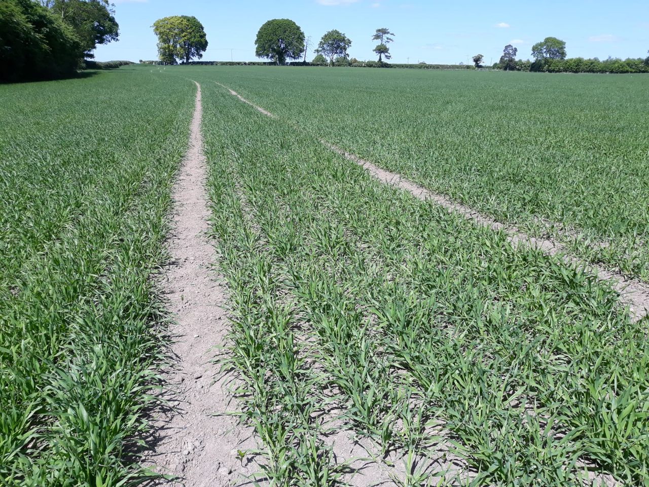 Tillage: Lime, P and K nutrients for spring barley crops